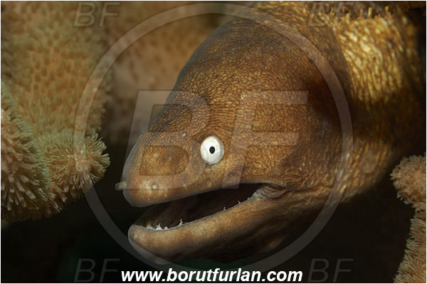Lembeh strait, Sulawesi, Indonesia, Gymnothorax thyrsoideus, Gymnothorax, Muraenidae, Greyface Moray Eel, White-Eyed Moray Eel, Moray, Fish, Portrait