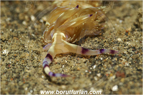 Lembeh strait, Sulawesi, Indonesia, Pteraeolidia ianthina, Pteraeolidia, Facelinidae, Aeolid nudibranch, Blue Dragon Nudibranch, Sea slug, Gastropoda, Mollusca, Portrait