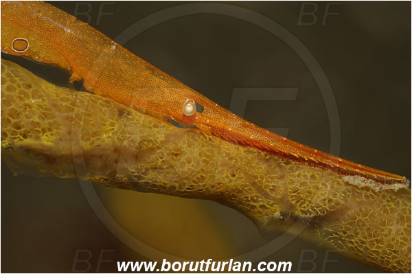 Lembeh strait, Sulawesi, Indonesia, Tozeuma sp., Tozeuma, Hippolytidae, Decapoda, Red Sawblade Shrimp, Shrimp, Crustacea, Crustacean, Portrait