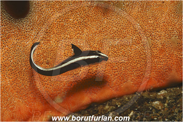 Lembeh strait, Sulawesi, Indonesia, Sciaenidae, Drum, Fish, Juvenile, Unidentified