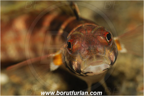 Lembeh strait, Sulawesi, Indonesia, Parapercis snyderi, Parapercis, Pinguipedidae, U-mark sandperch, Sandperch, Fish, Portrait