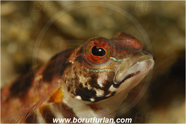 Lembeh strait, Sulawesi, Indonesia, Parapercis snyderi, Parapercis, Pinguipedidae, U-mark sandperch, Sandperch, Fish, Portrait