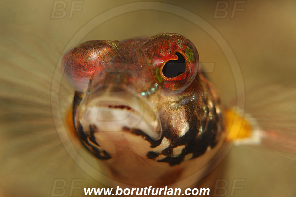 Lembeh strait, Sulawesi, Indonesia, Parapercis snyderi, Parapercis, Pinguipedidae, U-mark sandperch, Sandperch, Fish, Portrait