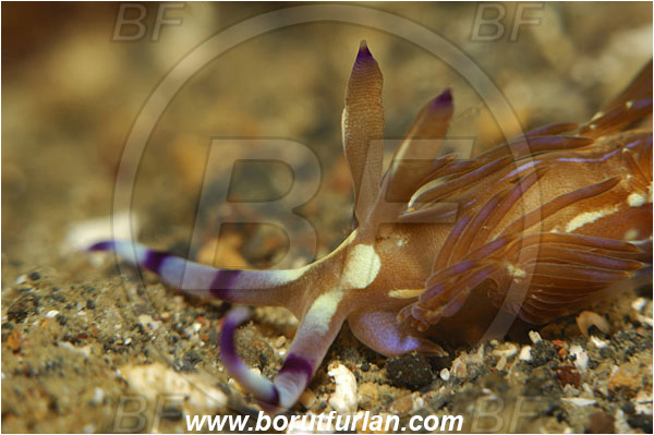 Lembeh strait, Sulawesi, Indonesia, Pteraeolidia ianthina, Pteraeolidia, Facelinidae, Aeolid nudibranch, Blue Dragon Nudibranch, Sea slug, Gastropoda, Mollusca, Portrait