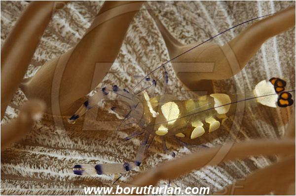Lembeh strait, Sulawesi, Indonesia, Periclimenes brevicarpalis, Periclimenes, Palaemonidae, Decapoda, Anemone Commensal Shrimp, Shrimp, Crustacea, Crustacean
