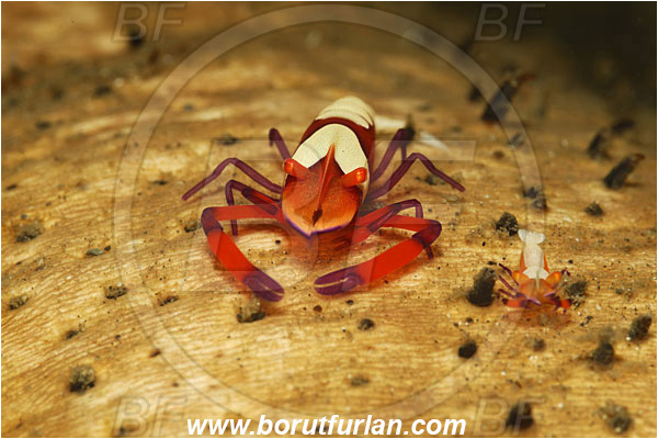 Lembeh strait, Sulawesi, Indonesia, Periclimenes imperator, Periclimenes, Palaemonidae, Decapoda, Emperor Shrimp, Shrimp, Crustacea, Crustacean