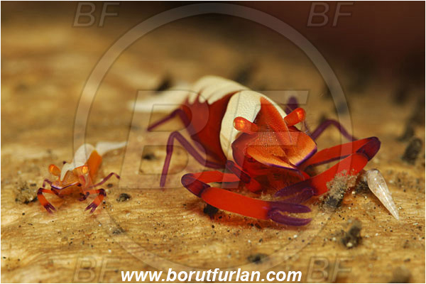 Lembeh strait, Sulawesi, Indonesia, Periclimenes imperator, Periclimenes, Palaemonidae, Decapoda, Emperor Shrimp, Shrimp, Crustacea, Crustacean