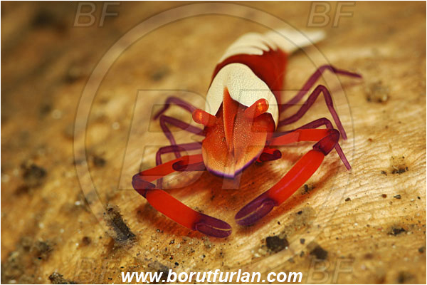 Lembeh strait, Sulawesi, Indonesia, Periclimenes imperator, Periclimenes, Palaemonidae, Decapoda, Emperor Shrimp, Shrimp, Crustacea, Crustacean