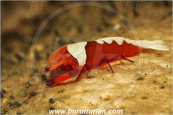 Lembeh strait, Sulawesi, Indonesia, Periclimenes imperator, Periclimenes, Palaemonidae, Decapoda, Emperor Shrimp, Shrimp, Crustacea, Crustacean