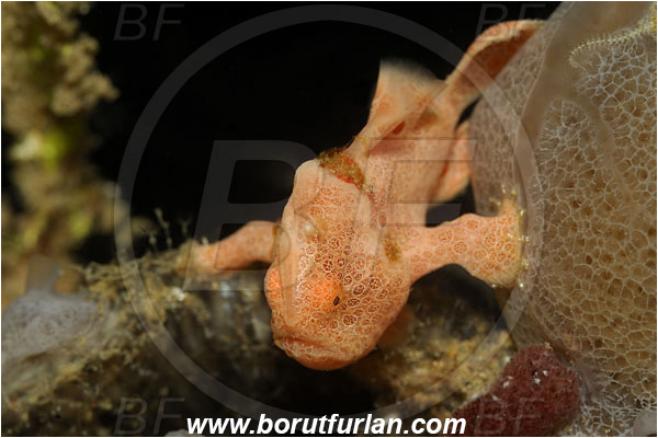 Lembeh strait, Sulawesi, Indonesia, Antennarius pictus, Antennarius, Antennariidae, Painted frogfish, Frogfish, Fish