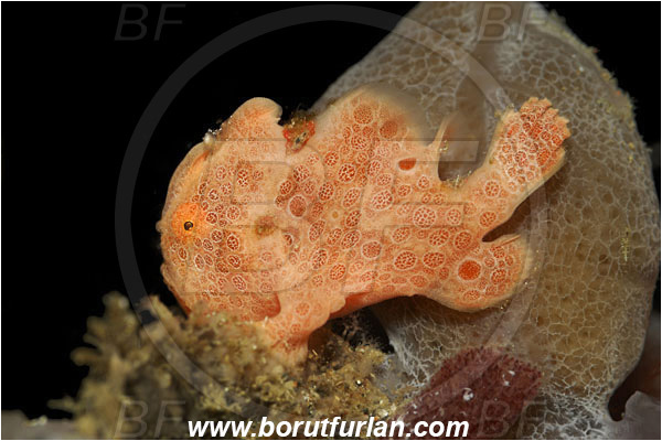 Lembeh strait, Sulawesi, Indonesia, Antennarius pictus, Antennarius, Antennariidae, Painted frogfish, Frogfish, Fish