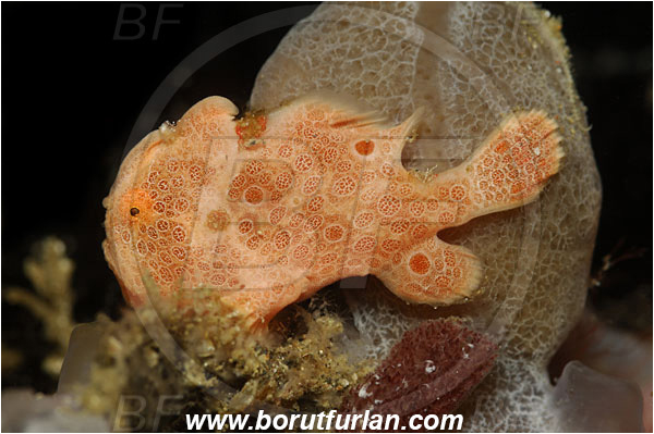 Lembeh strait, Sulawesi, Indonesia, Antennarius pictus, Antennarius, Antennariidae, Painted frogfish, Frogfish, Fish