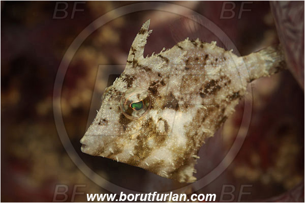 Lembeh strait, Sulawesi, Indonesia, Acreichthys tomentosus, Acreichthys, Monacanthidae, Bristle-tail filefish, Filefish, Fish, Juvenile