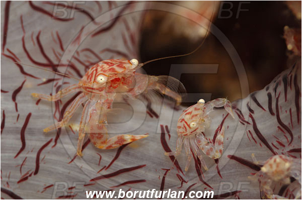 Lembeh strait, Sulawesi, Indonesia, Porcellanella triloba, Porcellanella, Porcellanidae, Decapoda, Painted porcelain crab, Sea pen crab, Porcelain crab, Crab, Crustacea, Crustacean, Feeding