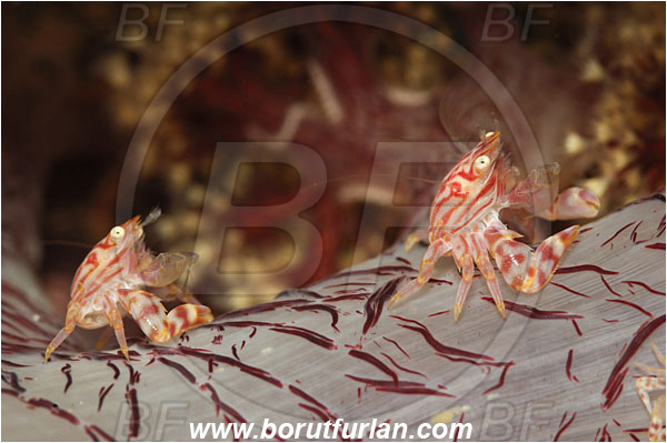 Lembeh strait, Sulawesi, Indonesia, Porcellanella triloba, Porcellanella, Porcellanidae, Decapoda, Painted porcelain crab, Sea pen crab, Porcelain crab, Crab, Crustacea, Crustacean