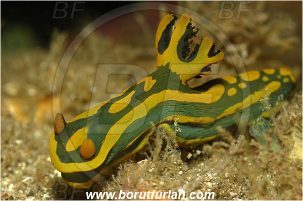 Lembeh strait, Sulawesi, Indonesia, Roboastra arika, Roboastra, Polyceridae, Polycerid nudibranch, Nudibranch, Sea slug, Gastropoda, Mollusca, Mollusc