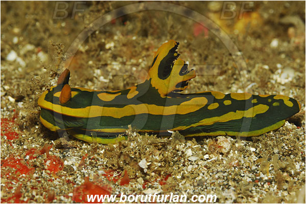 Lembeh strait, Sulawesi, Indonesia, Roboastra arika, Roboastra, Polyceridae, Polycerid nudibranch, Nudibranch, Sea slug, Gastropoda, Mollusca, Mollusc