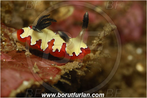 Lembeh strait, Sulawesi, Indonesia, Goniobranchus fidelis, Goniobranchus, Chromodorididae, Gastropoda, Mollusca, Mollusc, Faithful sea slug, Sea slug, Reliable nudibranch, Nudibranch