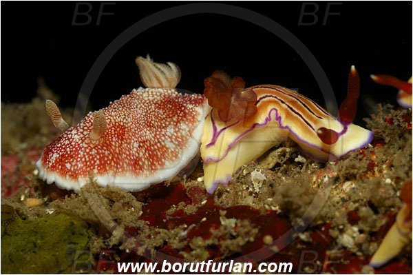 Lembeh strait, Sulawesi, Indonesia, Goniobranchus reticulatus, Goniobranchus, Chromodorididae, Red Reticulate Nudibranch, Hypselodoris emma, Hypselodoris, Emma