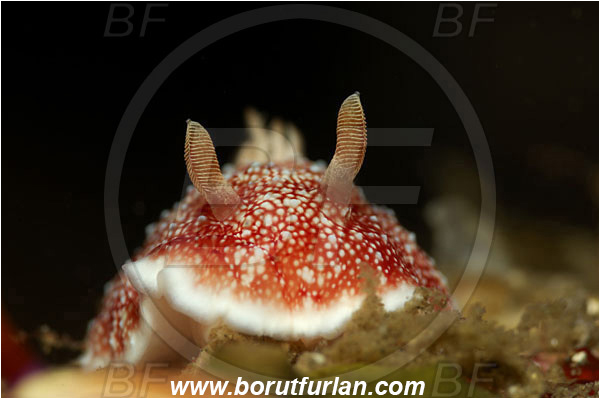 Lembeh strait, Sulawesi, Indonesia, Goniobranchus reticulatus, Goniobranchus, Chromodorididae, Red Reticulate Nudibranch, Nudibranch, Sea slug, Gastropoda, Mollusca, Mollusc, Portrait