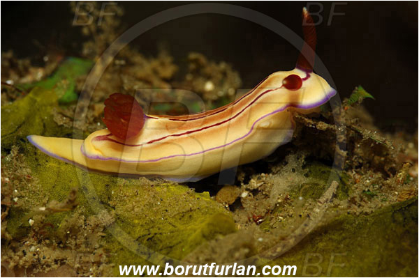 Lembeh strait, Sulawesi, Indonesia, Hypselodoris emma, Hypselodoris, Chromodorididae, Emma