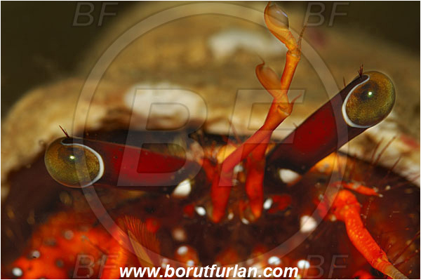 Lembeh strait, Sulawesi, Indonesia, Dardanus megistos, Dardanus, Diogenidae, Crustacea, Crustacean, Spotted orange hermit crab, Hermit Crab, Crab, Eye