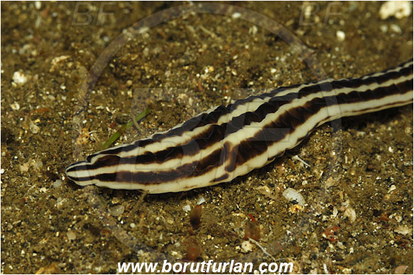 Lembeh strait, Sulawesi, Indonesia, Baseodiscus quinquelineatus, Baseodiscus, Valenciniidae, Pilidiophora, Nemertea, Five-lined ribbon worm, Ribbon worm