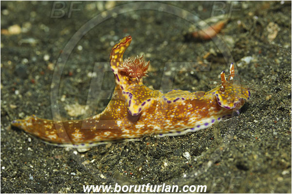 Lembeh strait, Sulawesi, Indonesia, Ceratosoma tenue, Ceratosoma, Chromodorididae, Kangaroo nudibranch, Nudibranch, Sea slug, Gastropoda, Mollusca, Mollusc