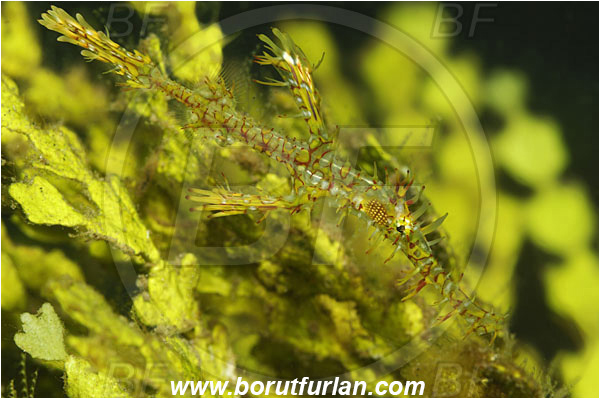 Lembeh strait, Sulawesi, Indonesia, Solenostomus paradoxus, Solenostomus, Solenostomidae, Harlequin Ghost Pipefish, Ornate Ghost Pipefish, Fish, Juvenile