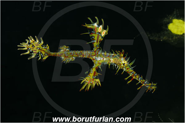 Lembeh strait, Sulawesi, Indonesia, Solenostomus paradoxus, Solenostomus, Solenostomidae, Harlequin Ghost Pipefish, Ornate Ghost Pipefish, Fish, Juvenile