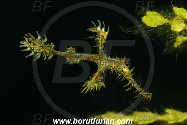Lembeh strait, Sulawesi, Indonesia, Solenostomus paradoxus, Solenostomus, Solenostomidae, Harlequin Ghost Pipefish, Ornate Ghost Pipefish, Fish, Juvenile