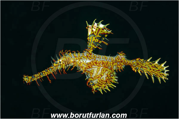 Lembeh strait, Sulawesi, Indonesia, Solenostomus paradoxus, Solenostomus, Solenostomidae, Harlequin Ghost Pipefish, Ornate Ghost Pipefish, Fish