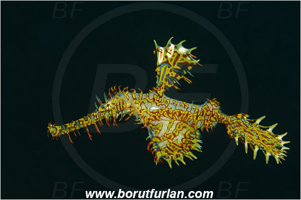 Lembeh strait, Sulawesi, Indonesia, Solenostomus paradoxus, Solenostomus, Solenostomidae, Harlequin Ghost Pipefish, Ornate Ghost Pipefish, Fish