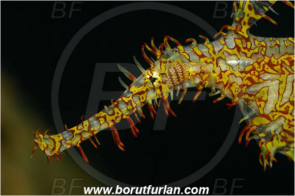 Lembeh strait, Sulawesi, Indonesia, Solenostomus paradoxus, Solenostomus, Solenostomidae, Harlequin Ghost Pipefish, Ornate Ghost Pipefish, Fish, Portrait