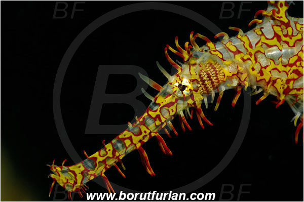 Lembeh strait, Sulawesi, Indonesia, Solenostomus paradoxus, Solenostomus, Solenostomidae, Harlequin Ghost Pipefish, Ornate Ghost Pipefish, Fish, Portrait