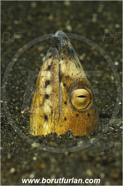 Lembeh strait, Sulawesi, Indonesia, Pisodonophis cancrivorus, Pisodonophis, Ophichthidae, Longfin snake-eel, Snake-eel, Fish, Portrait