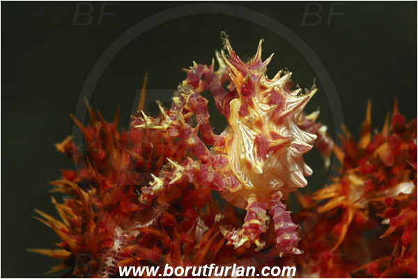 Lembeh strait, Sulawesi, Indonesia, Hoplophrys oatesii, Hoplophrys, Epialtidae, Decapoda, Soft Coral Crab, Crab, Crustacea, Crustacean