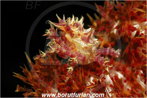 Lembeh strait, Sulawesi, Indonesia, Hoplophrys oatesii, Hoplophrys, Epialtidae, Decapoda, Soft Coral Crab, Crab, Crustacea, Crustacean