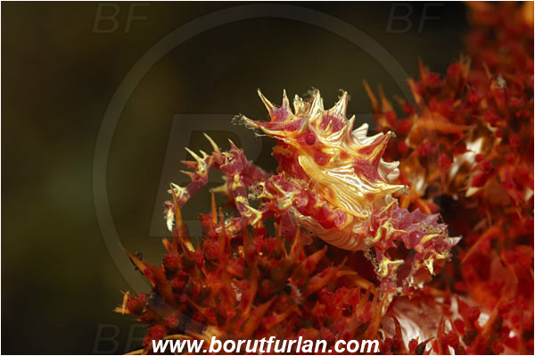 Lembeh strait, Sulawesi, Indonesia, Hoplophrys oatesii, Hoplophrys, Epialtidae, Decapoda, Soft Coral Crab, Crab, Crustacea, Crustacean