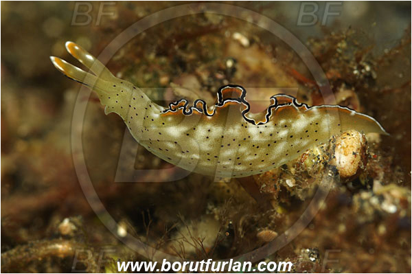 Lembeh strait, Sulawesi, Indonesia, Elysia ornataica, Elysia, Plakobranchidae, Ornate leaf slug, Nudibranch, Sea slug, Gastropoda, Mollusca, Mollusc