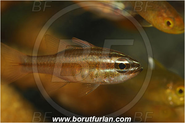 Lembeh strait, Sulawesi, Indonesia, Ostorhinchus sp., Ostorhinchus, Apogonidae, Cardinalfish, Fish