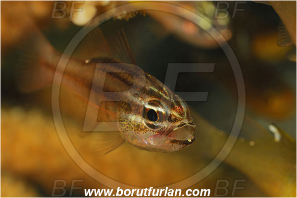 Lembeh strait, Sulawesi, Indonesia, Ostorhinchus sp., Ostorhinchus, Apogonidae, Cardinalfish, Fish