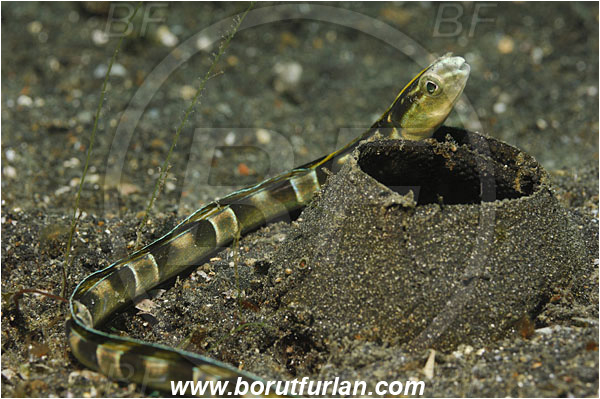Lembeh strait, Sulawesi, Indonesia, Xiphasia setifer, Xiphasia, Blenniidae, Hairtail Blenny, Blenny, Fish