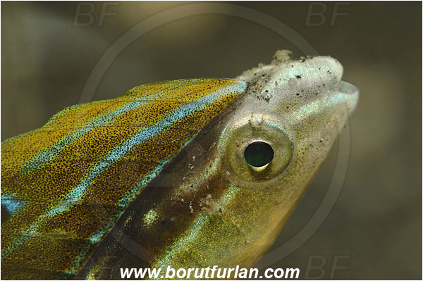 Lembeh strait, Sulawesi, Indonesia, Xiphasia setifer, Xiphasia, Blenniidae, Hairtail Blenny, Blenny, Fish