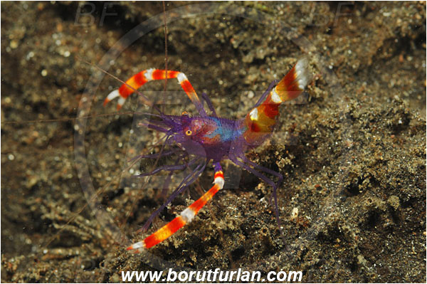Lembeh strait, Sulawesi, Indonesia, Stenopus tenuirostris, Stenopus, Stenopodidae, Decapoda, Blue Banded Coral Shrimp, Blue Boxer Shrimp, Shrimp, Crustacea, Crustacean