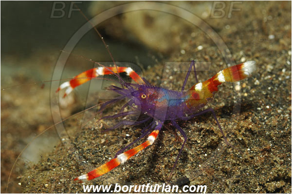 Lembeh strait, Sulawesi, Indonesia, Stenopus tenuirostris, Stenopus, Stenopodidae, Decapoda, Blue Banded Coral Shrimp, Blue Boxer Shrimp, Shrimp, Crustacea, Crustacean