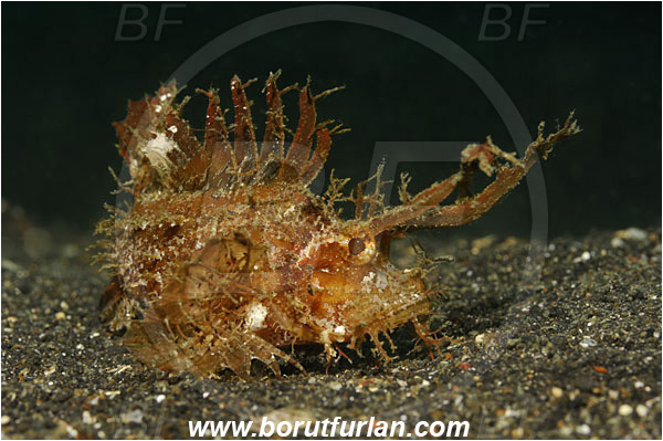 Lembeh strait, Sulawesi, Indonesia, Pteroidichthys amboinensis, Pteroidichthys, Scorpaenidae, Ambon scorpionfish, Scorpionfish, Fish