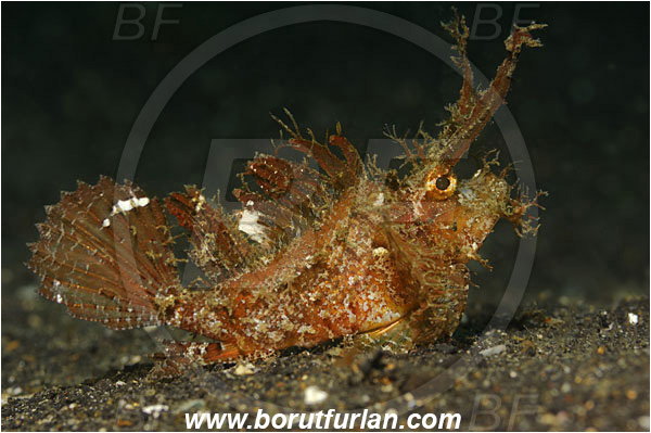 Lembeh strait, Sulawesi, Indonesia, Pteroidichthys amboinensis, Pteroidichthys, Scorpaenidae, Ambon scorpionfish, Scorpionfish, Fish
