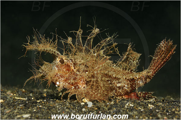 Lembeh strait, Sulawesi, Indonesia, Pteroidichthys amboinensis, Pteroidichthys, Scorpaenidae, Ambon scorpionfish, Scorpionfish, Fish