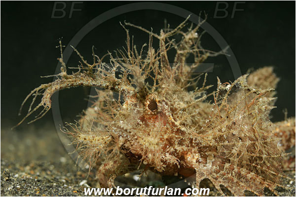 Lembeh strait, Sulawesi, Indonesia, Pteroidichthys amboinensis, Pteroidichthys, Scorpaenidae, Ambon scorpionfish, Scorpionfish, Fish, Portrait